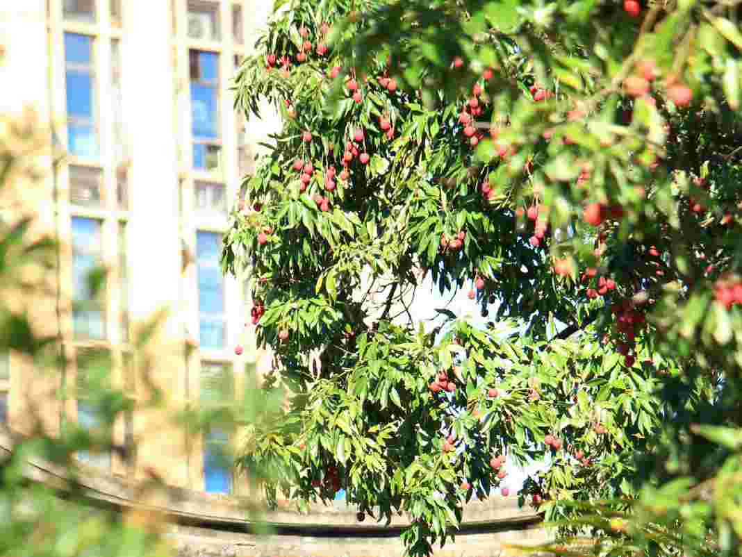 荔枝 荔枝
